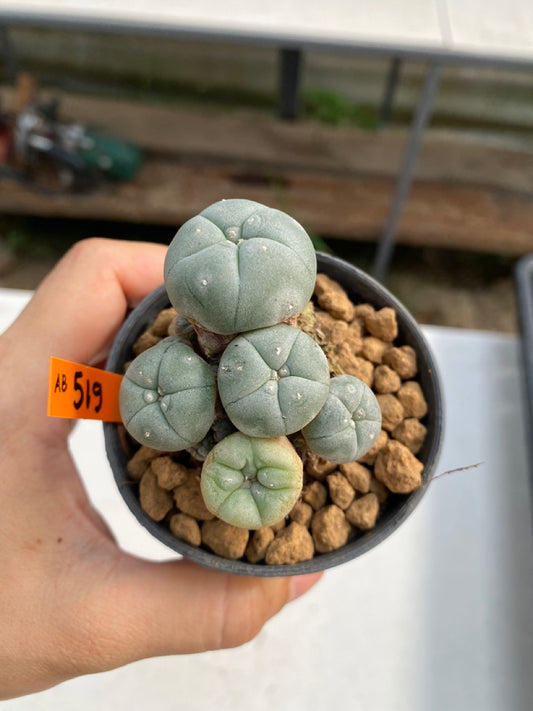 Lophophora williamsii size 5-6 cm ownroot #lophophorawilliamsii