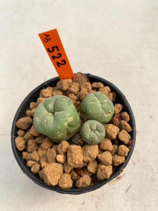 Lophophora williamsii size 5-6 cm ownroot #lophophorawilliamsii