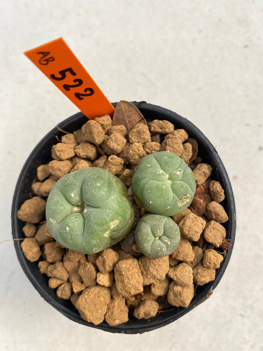 Lophophora williamsii size 5-6 cm ownroot #lophophorawilliamsii