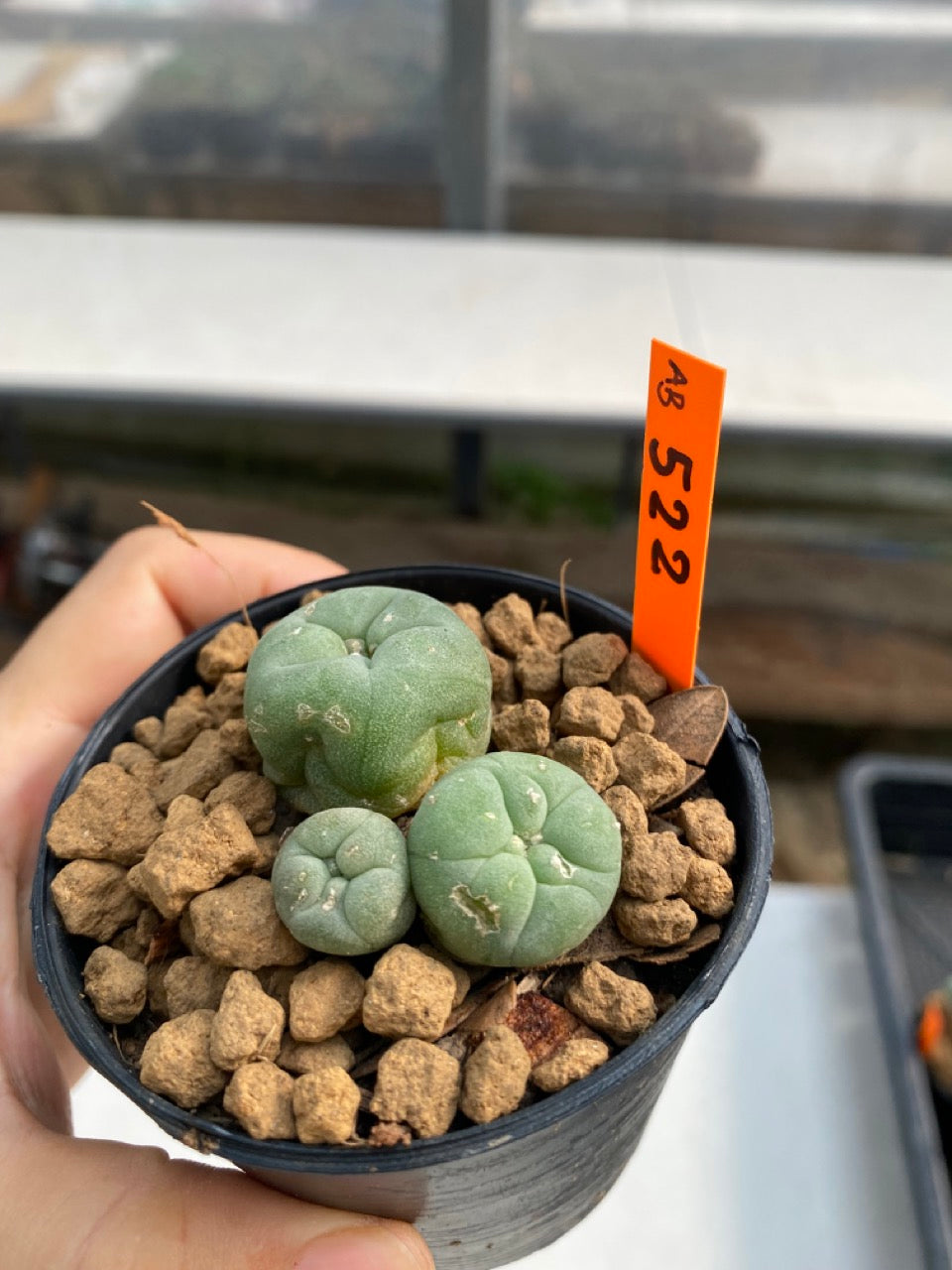 Lophophora Williamsii Peyote Cactus (3 Heads) - Psychedelic Today Lophophora Williamsii Https://Psychedelic-Today.com/