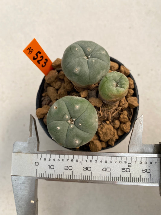 Lophophora williamsii size 5-6 cm ownroot #lophophorawilliamsii