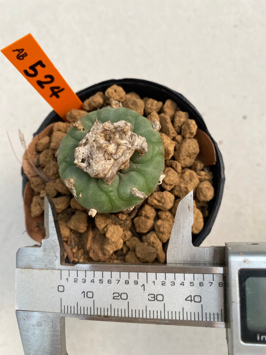 Lophophora williamsii size 5-6 cm ownroot #lophophorawilliamsii