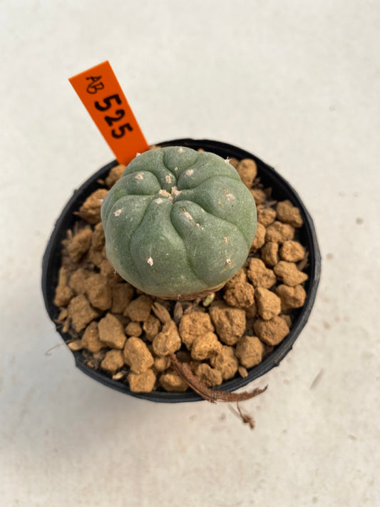 Lophophora williamsii size 5-6 cm ownroot #lophophorawilliamsii