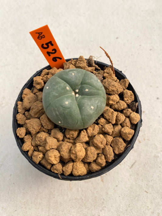 Lophophora williamsii size 5-6 cm ownroot #lophophorawilliamsii