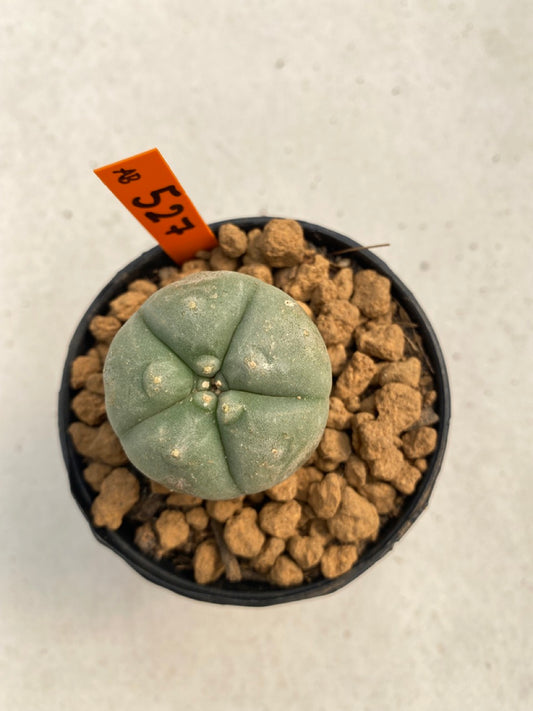 Lophophora williamsii size 5-6 cm ownroot #lophophorawilliamsii