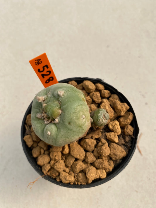 Lophophora williamsii size 5-6 cm ownroot #lophophorawilliamsii