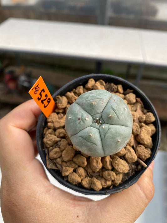 Lophophora williamsii size 5-6 cm ownroot #lophophorawilliamsii