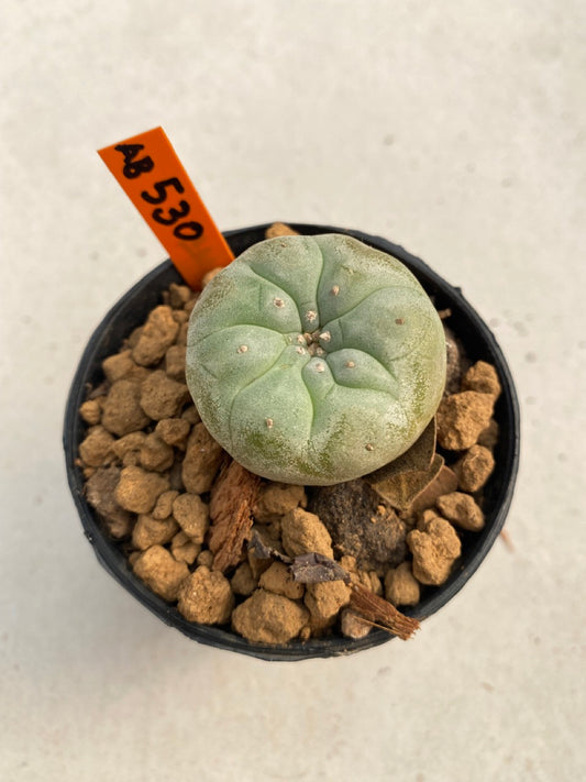 Lophophora williamsii size 5-6 cm ownroot #lophophorawilliamsii