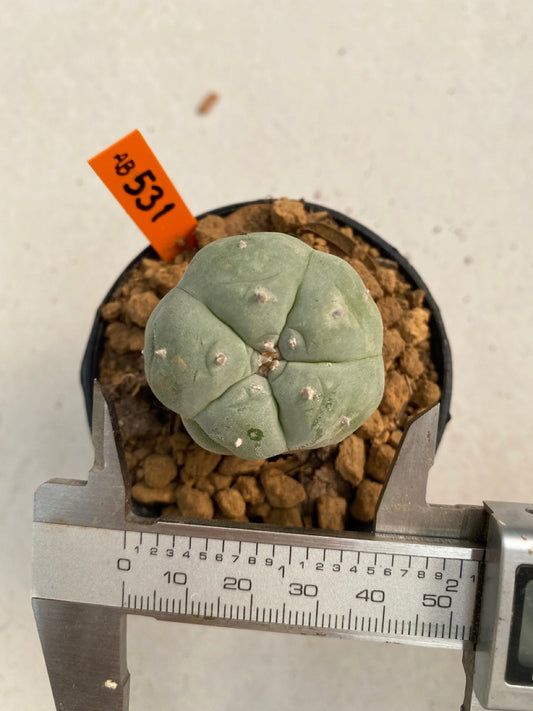 Lophophora williamsii size 5-6 cm ownroot #lophophorawilliamsii