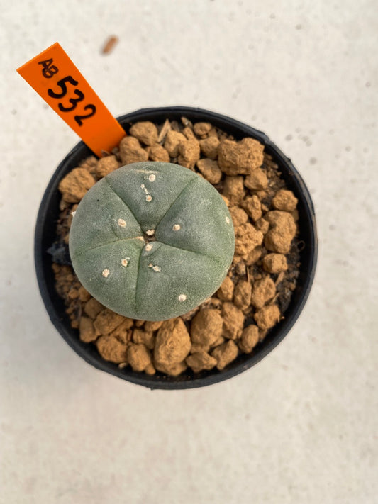 Lophophora williamsii size 5-6 cm ownroot #lophophorawilliamsii