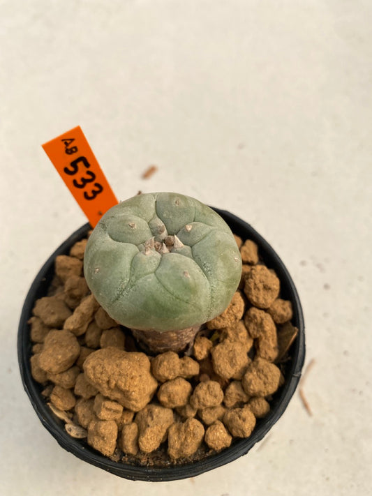 Lophophora williamsii size 5-6 cm ownroot #lophophorawilliamsii