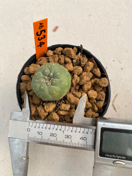 Lophophora williamsii size 5-6 cm ownroot #lophophorawilliamsii