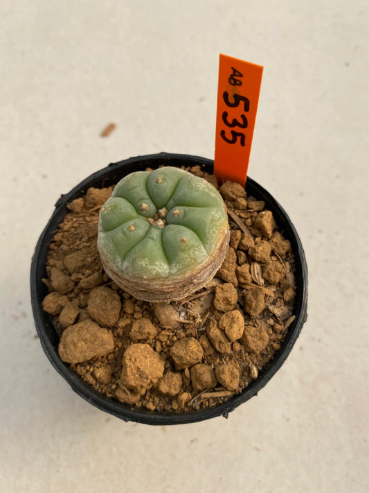 Lophophora williamsii size 5-6 cm ownroot #lophophorawilliamsii