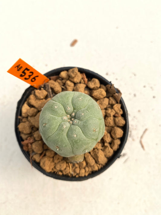 Lophophora williamsii size 5-6 cm ownroot #lophophorawilliamsii