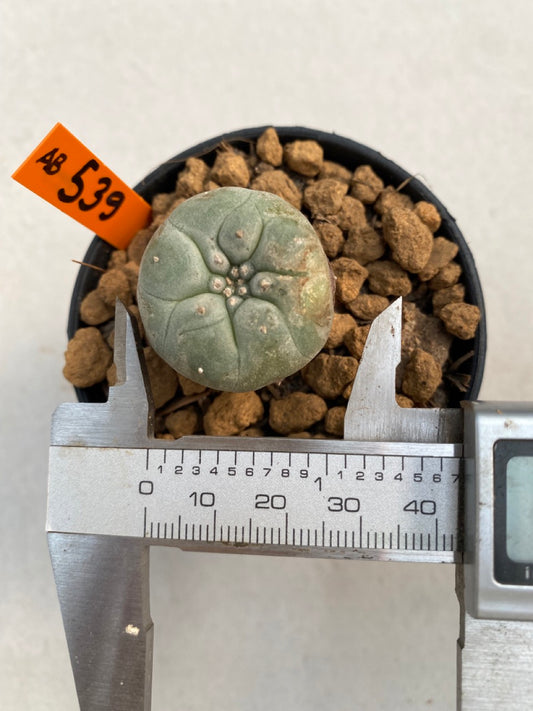 Lophophora williamsii size 5-6 cm ownroot #lophophorawilliamsii