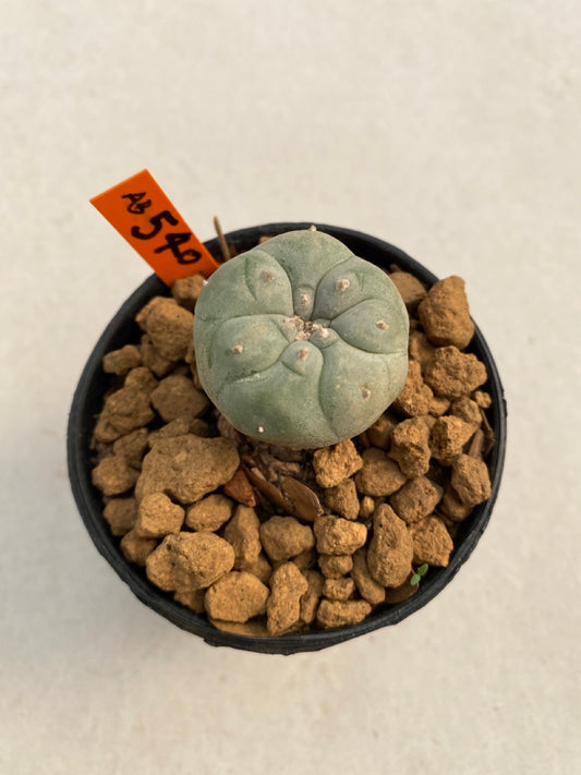 Lophophora williamsii size 5-6 cm ownroot #lophophorawilliamsii