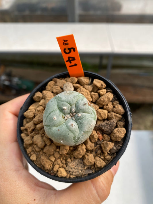 Lophophora williamsii size 5-6 cm ownroot #lophophorawilliamsii