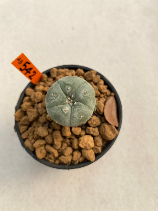 Lophophora williamsii size 5-6 cm ownroot #lophophorawilliamsii