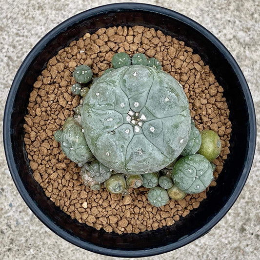 Lophophora williamsii size 6-7 cm ownroot