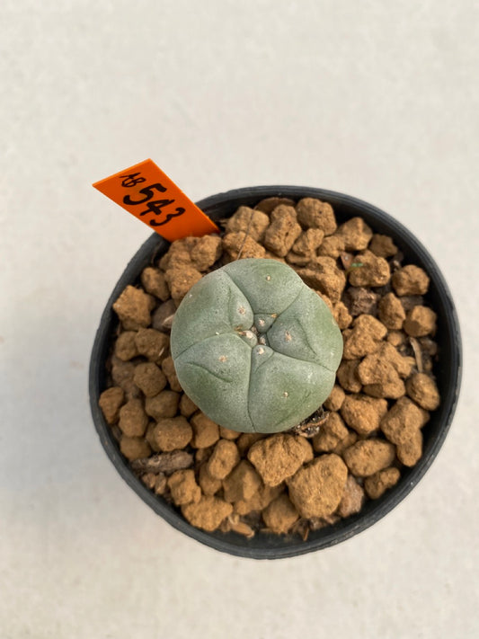 Lophophora williamsii size 5-6 cm ownroot #lophophorawilliamsii