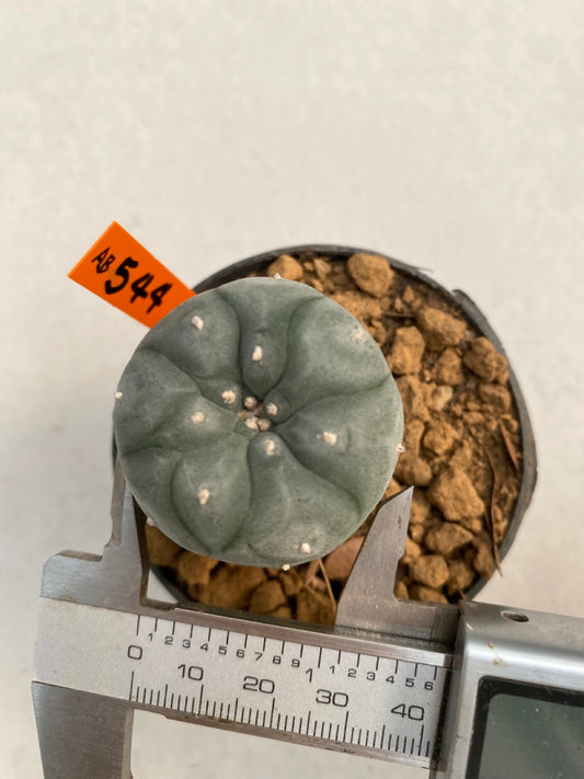 Lophophora williamsii size 5-6 cm ownroot #lophophorawilliamsii