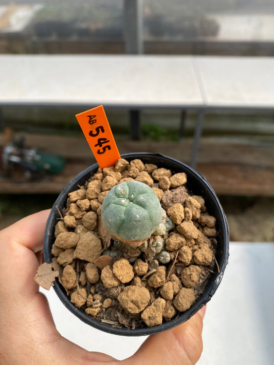 Lophophora williamsii size 5-6 cm ownroot #lophophorawilliamsii