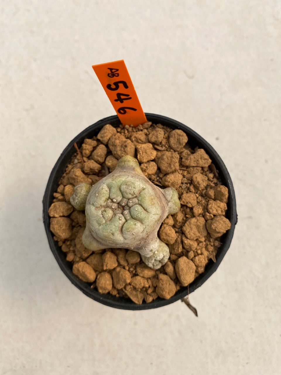 Lophophora williamsii size 5-6 cm ownroot #lophophorawilliamsii