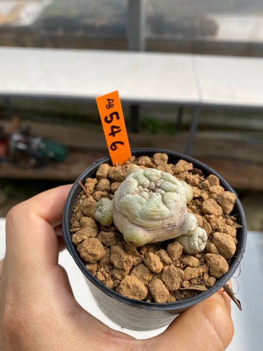 Lophophora williamsii size 5-6 cm ownroot #lophophorawilliamsii