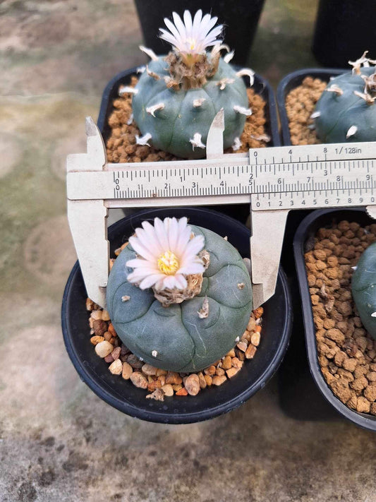 Rare1 Lophophora williamsii size 5-6 cm ownroot #lophophorawilliamsii