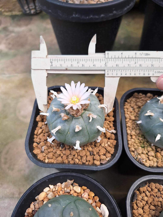 Rare2 Lophophora williamsii size 5-6 cm ownroot #lophophorawilliamsii