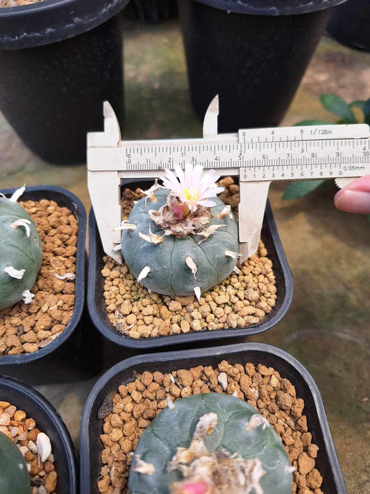 Rare3 Lophophora williamsii size 5-6 cm ownroot #lophophorawilliamsii