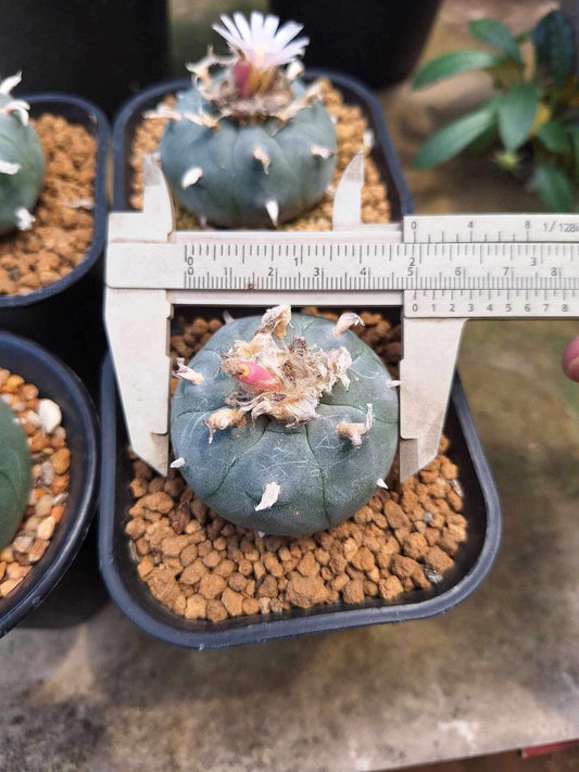 Rare4 Lophophora williamsii size 5-6 cm ownroot #lophophorawilliamsii