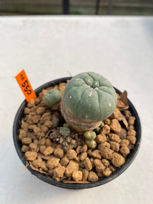 Lophophora williamsii size 5-6 cm ownroot #lophophorawilliamsii