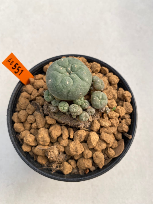 Lophophora williamsii size 5-6 cm ownroot #lophophorawilliamsii