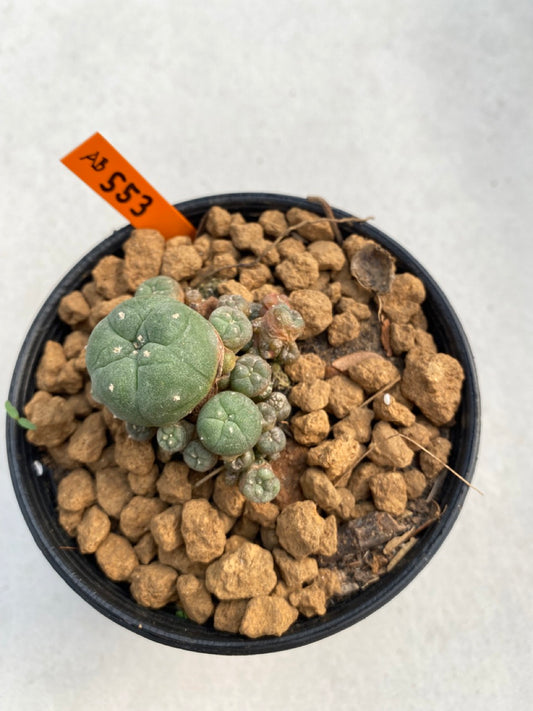 Lophophora williamsii size 5-6 cm ownroot #lophophorawilliamsii