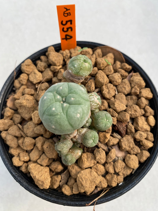 Lophophora williamsii size 5-6 cm ownroot #lophophorawilliamsii