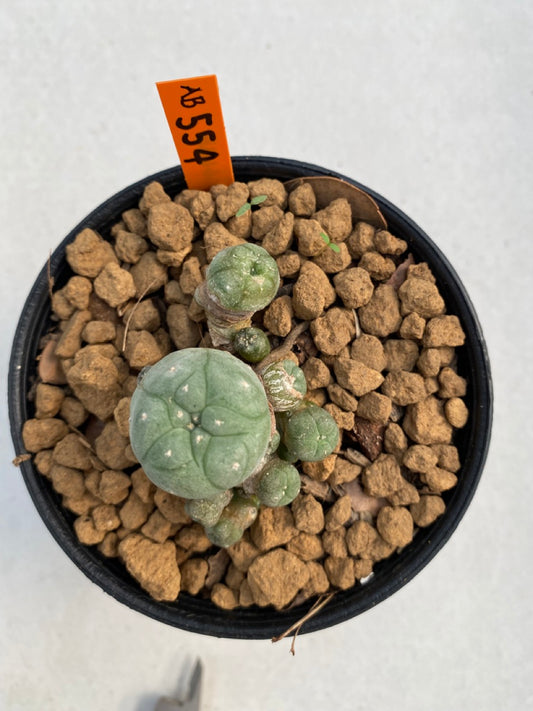 Lophophora williamsii size 5-6 cm ownroot #lophophorawilliamsii