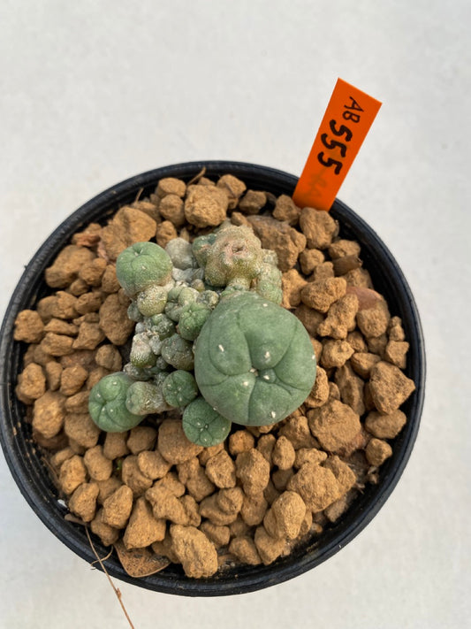 Lophophora williamsii size 5-6 cm ownroot #lophophorawilliamsii