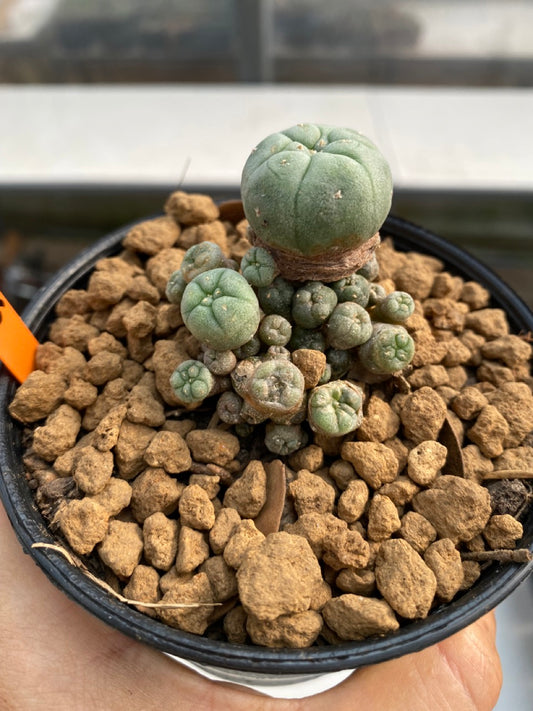 Lophophora williamsii size 5-6 cm ownroot #lophophorawilliamsii