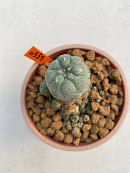 Lophophora williamsii size 5-6 cm ownroot #lophophorawilliamsii