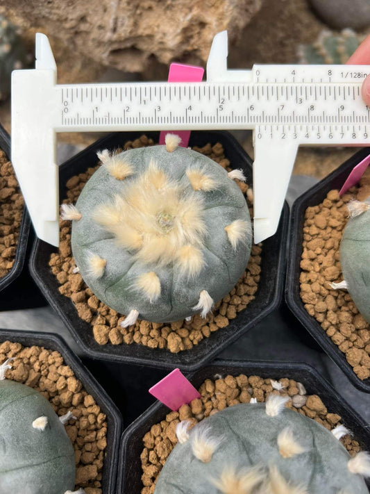 Rare#1 Lophophora williamsii size 5-6 cm ownroot #lophophorawilliamsii