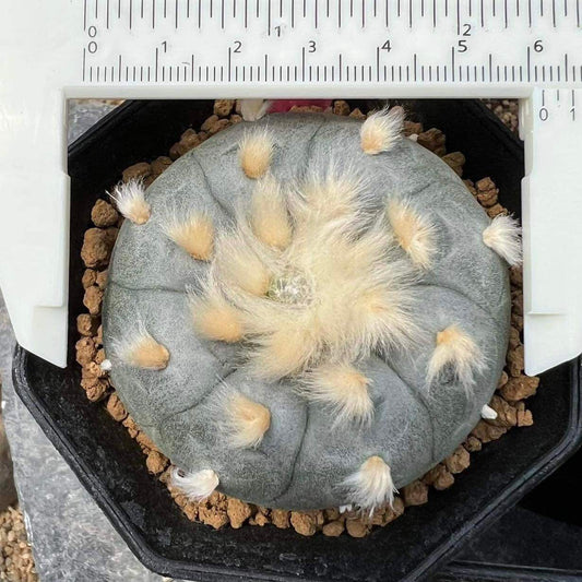 Rare#2 Lophophora williamsii size 5-6 cm ownroot #lophophorawilliamsii