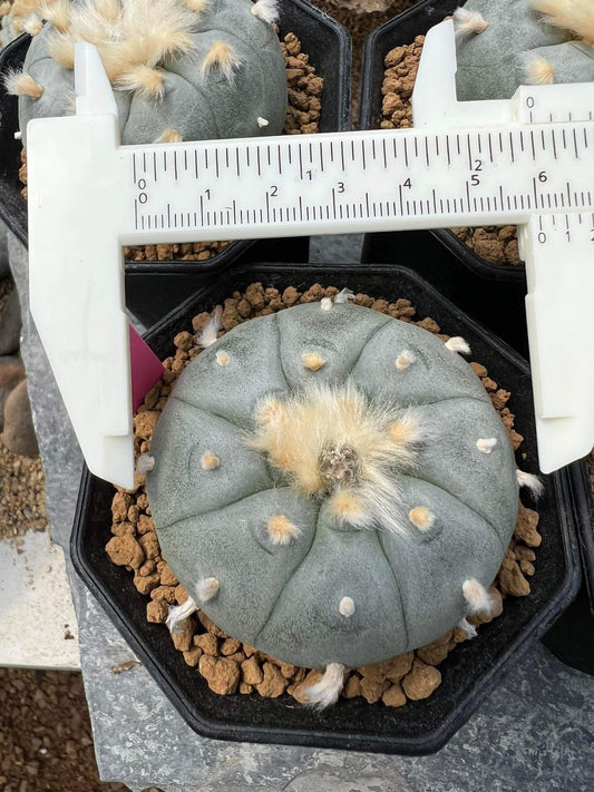 Rare#4 Lophophora williamsii size 5-6 cm ownroot #lophophorawilliamsii