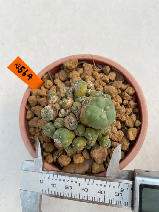 Lophophora williamsii size 5-6 cm ownroot #lophophorawilliamsii