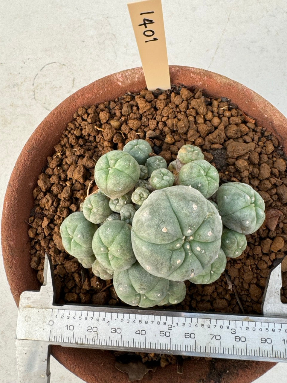 Lophophora williamsii – Peyote Cactus (6–7 cm, Own Root)