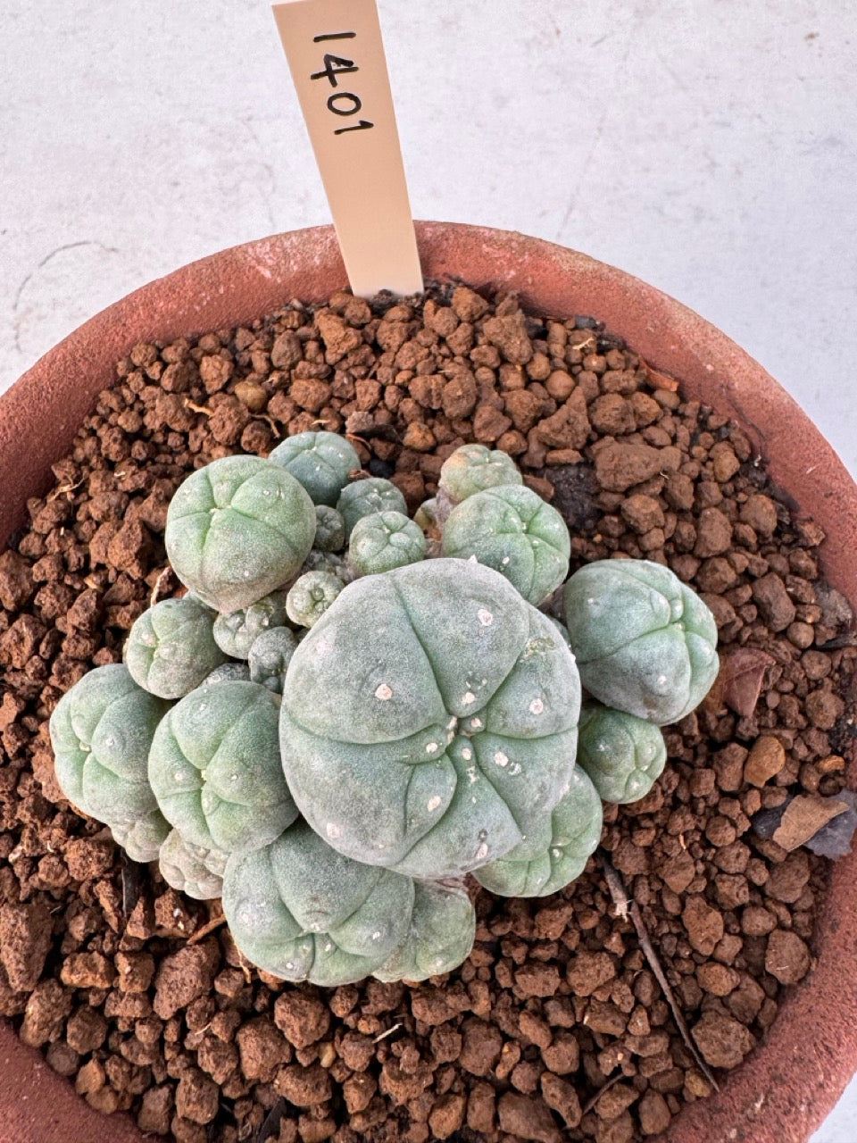 Lophophora williamsii – Peyote Cactus (6–7 cm, Own Root)