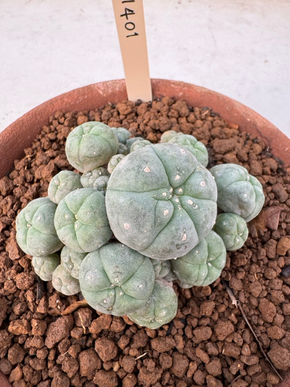 Lophophora williamsii – Peyote Cactus (6–7 cm, Own Root)