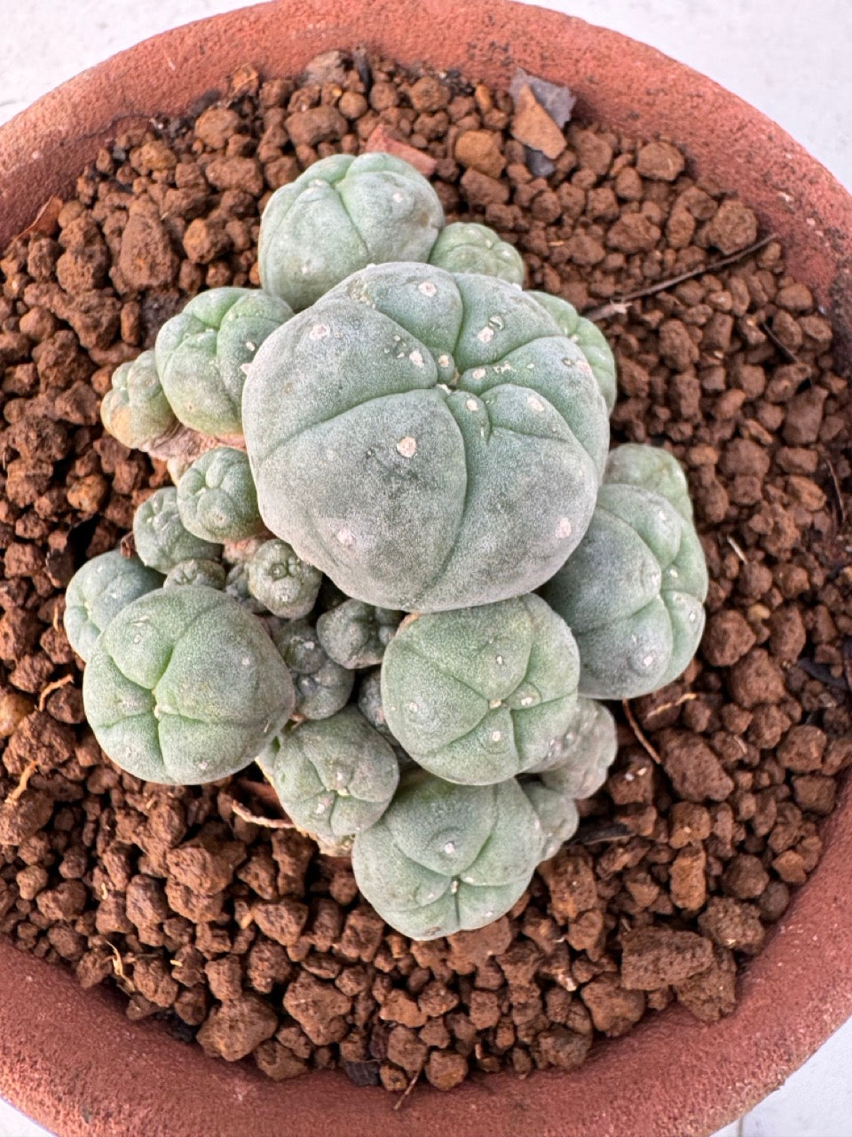 Lophophora williamsii – Peyote Cactus (6–7 cm, Own Root)