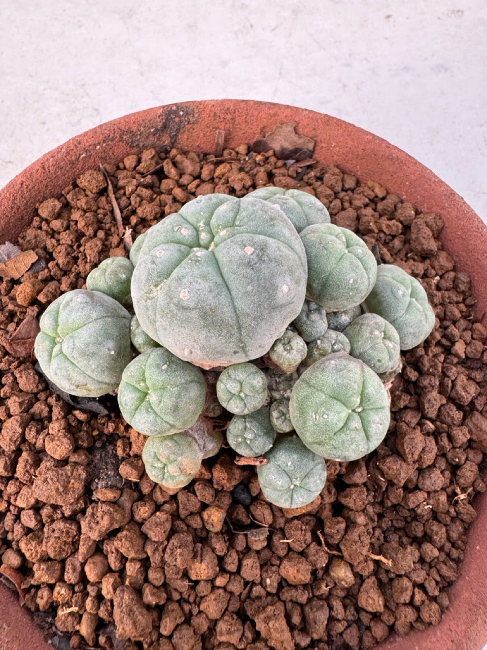 Lophophora williamsii – Peyote Cactus (6–7 cm, Own Root)