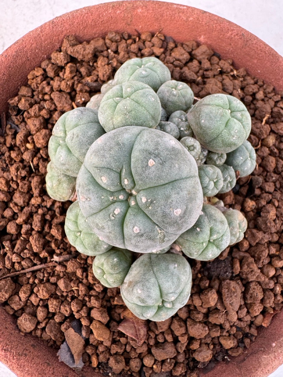 Lophophora williamsii – Peyote Cactus (6–7 cm, Own Root)